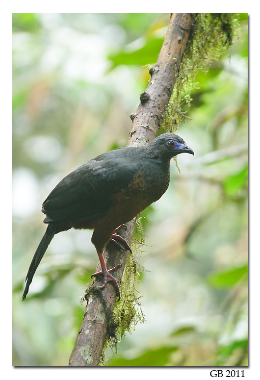 SICKLE-WINGED GUAN
